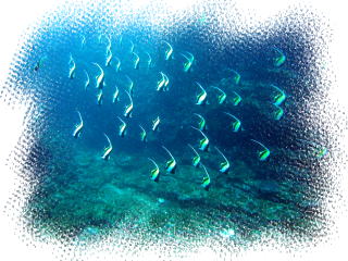 �����@�c�m�_�V�̌Q��